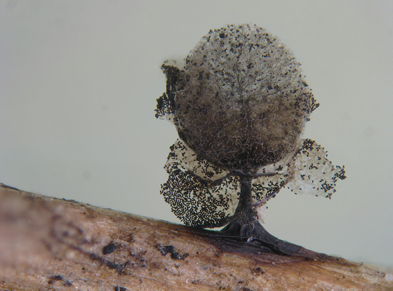 Lamproderma sauteri?